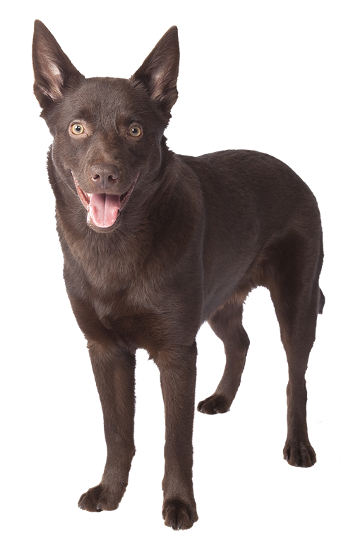 Hilly the kelpie